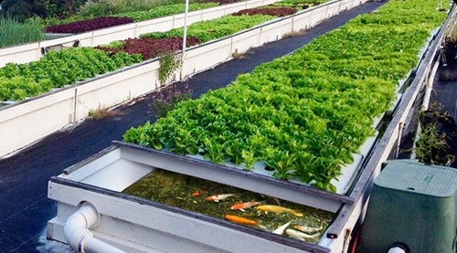 Aquaculture & Hydroponics