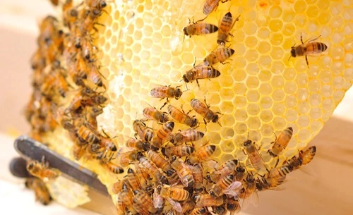 Beekeeping