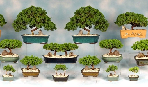 Bonsai Tree & Exotic Plant Nursery