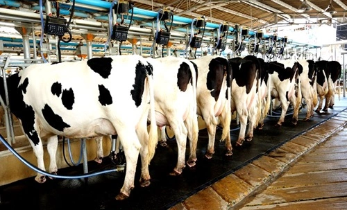 Dairy Farming