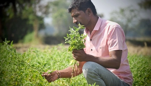 Medicinal Plant Farming