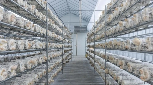 Mushroom Farming