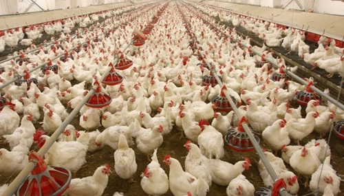 Poultry Farming